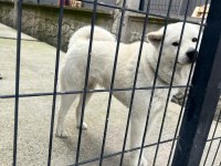 Akita 9 aylik erkek