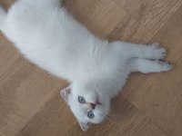 Tek erkek yavru scottish fold