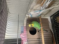 Eş takım muhabbet kuşu yazan pişman olmaz