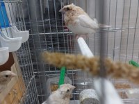 Tepeli bengal ispinozu 8 adet