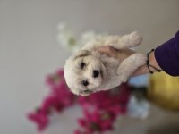 Maltese terrier yavrusu
