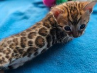 Bengal kittens WCF pedigre