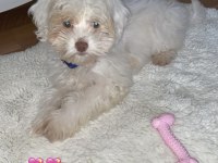 3 Aylık maltipoo Miya için yuva arıyoruz