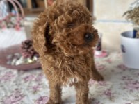 Toy poodle 2 aylık erkek aşılı tuvalet eğitimli