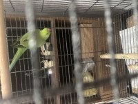 1 Yaşında Erkek Yeşil Pakistan Papağanı