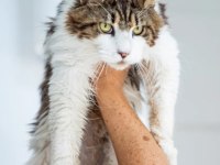 Dev Maine Coon Şecereli Erkek Bicolor