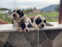St Bernard Show Kalite