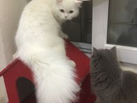 Pamuk şekeri british longhair