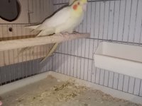 Lutino sultan papağanı takım
