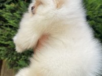Ayı Surat Garantili Teacup Pomeranian Boo Bebeklerimiz