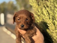 Yasal Çiftlikten Maltipoo Yavrularımız