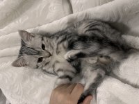 British shorthair 5 aylık erkek kedim