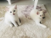 British shorthair yavrumuz sahiplendirilecek