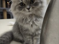 Dişi british longhair