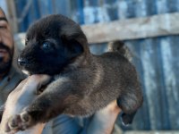 Kara boğa yavru köpekler için