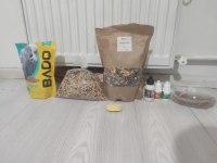 Full + Full Evcil Sultan Papağanı