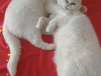 Güzel kızım yeni yuvasını bekliyor scottish fold