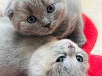 Scottish fold yavru sahiplendirme