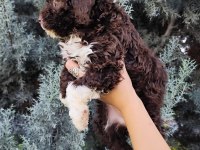 Lagotto Romagnolo