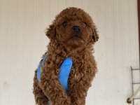 Red Brown Şecereli Toy Poodle Yavrular