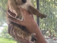 Safkan Küt Burun İri Pati Golden Retriever Yavrularımız