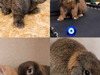 Mini Lop Tavşanı Damızlıklar