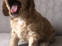 Cocker yavruları