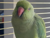 Evcil dişi pakistan papağanı