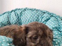 2 aylık maltipoo