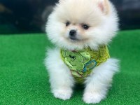 POMERANİAN BOO VE SPİTZ (AYI SURAT VE TİLKİ SURAT)