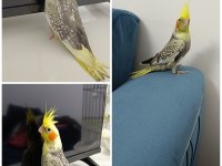 40 günlük ev üretimi bilezikli pearl sultan papağanı