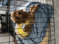 Ankara Toy Poodle Orjinal 3 Aylık
