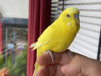 Konuşan Ele Kola Muhabbet Kuşu
