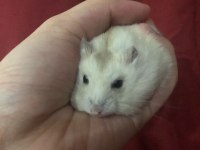 HAMSTER-GONZALES YAVRULARIMIZ HERYERE GÖNDERİM