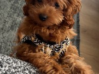 Kore Kan Teacup Poodle