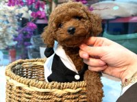Toy Poodle Yavrusu 3 Aylık A kalite