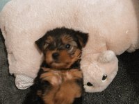 Köpeğimle anlaşamadığı için sahiplendirmek istiyorum