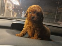 Mikro Toy Poodle