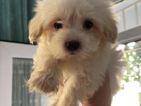 2 AYLIK YAVRU MALTESE SAFKAN