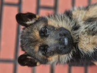 Fci scr alman çoban köpeği