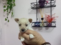 Micro boy 4 erkek chihuahua bebekler