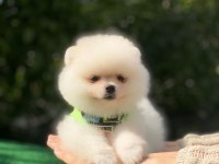 ORJİNAL KALİTELİ POMERANİAN BOO YAVRULARIMIZ TESLİME HAZIR