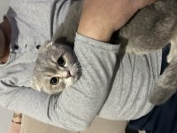 10 Aylık erkek scottish fold tabby