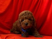 Sağlık ve ırk garantili toy poodle bebeklerim