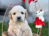 Sevimli Golden Retriever Yavruları