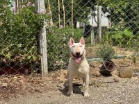 Damızlık Bull Terrier Köpekler