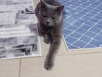 British shorthair kedimiz