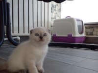 Sevimli scottish fold yavru kedicikler
