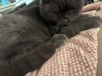 Sevimli scottish fold kedimiz yumak