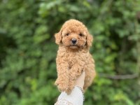 Birbirinden güzel Toy Poodle bebekler